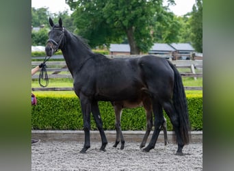 Hanoverian, Mare, 5 years, 17 hh, Bay-Dark