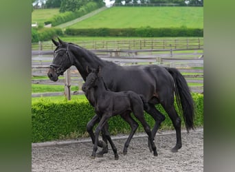 Hanoverian, Mare, 5 years, 17 hh, Bay-Dark