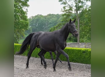 Hanoverian, Mare, 5 years, 17 hh, Bay-Dark