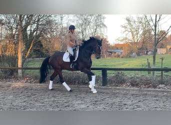 Hanoverian, Mare, 5 years, 17 hh, Bay-Dark