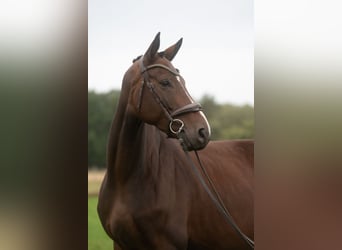 Hanoverian, Mare, 5 years, 17 hh, Bay-Dark