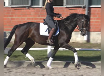 Hanoverian, Mare, 5 years, 17 hh, Bay-Dark