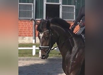 Hanoverian, Mare, 5 years, 17 hh, Bay-Dark