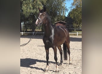 Hanoverian, Mare, 5 years, 17 hh, Bay-Dark