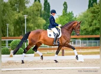 Hanoverian, Mare, 5 years, 17 hh, Bay-Dark