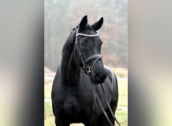 Hanoverian, Mare, 5 years, 17 hh, Black