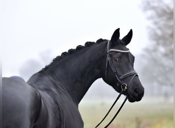 Hanoverian, Mare, 5 years, 17 hh, Black