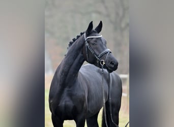 Hanoverian, Mare, 5 years, 17 hh, Black