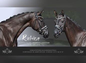 Hanoverian, Mare, 5 years, 17 hh, Black