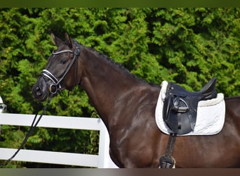 Hanoverian, Mare, 5 years, 17 hh, Black