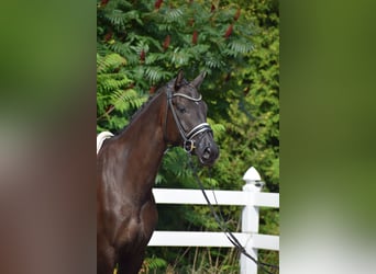 Hanoverian, Mare, 5 years, 17 hh, Black
