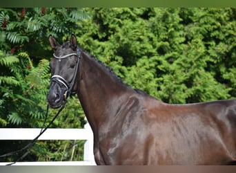 Hanoverian, Mare, 5 years, 17 hh, Black