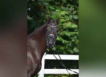 Hanoverian, Mare, 5 years, 17 hh, Black
