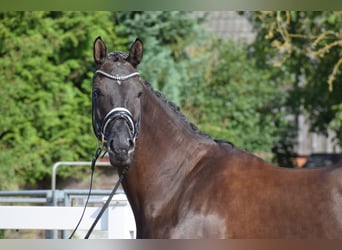 Hanoverian, Mare, 5 years, 17 hh, Black
