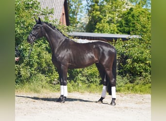 Hanoverian, Mare, 5 years, 17 hh, Black