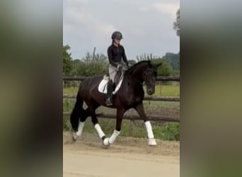 Hanoverian, Mare, 5 years, 17 hh, Black