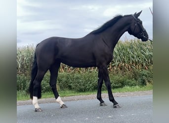 Hanoverian, Mare, 5 years, 17 hh, Black