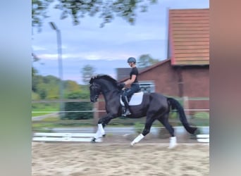 Hanoverian, Mare, 5 years, 17 hh, Black