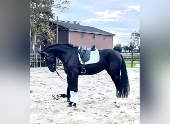 Hanoverian, Mare, 5 years, 17 hh, Black