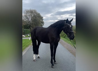 Hanoverian, Mare, 5 years, 17 hh, Black