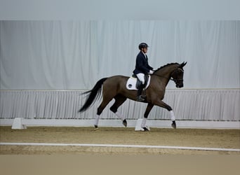 Hanoverian, Mare, 5 years, 17 hh, Black