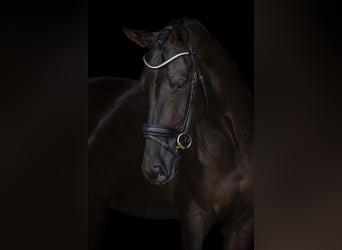 Hanoverian, Mare, 5 years, 17 hh, Black