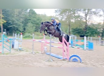 Hanoverian, Mare, 5 years, 17 hh, Black