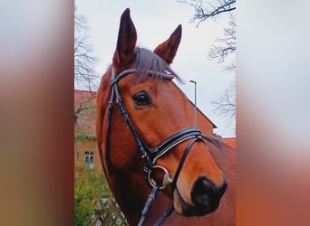 Hanoverian, Mare, 5 years, 17 hh, Brown