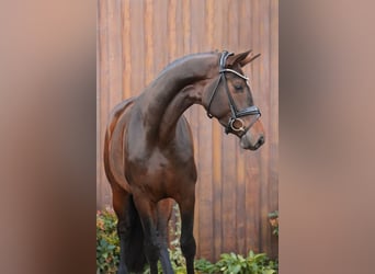 Hanoverian, Mare, 5 years, 17 hh, Brown