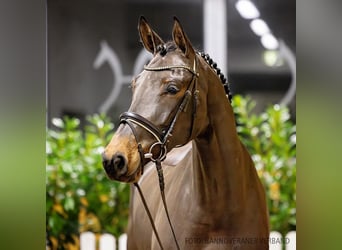 Hanoverian, Mare, 5 years, 17 hh, Brown