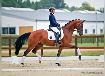 Hanoverian, Mare, 5 years, 17 hh, Brown