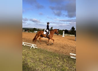 Hanoverian, Mare, 5 years, 17 hh, Chestnut-Red