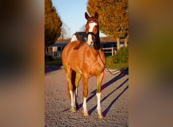 Hanoverian, Mare, 5 years, 17 hh, Chestnut-Red