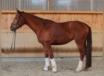 Hanoverian, Mare, 5 years, 17 hh, Chestnut-Red
