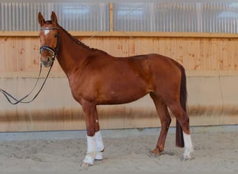 Hanoverian, Mare, 5 years, 17 hh, Chestnut-Red