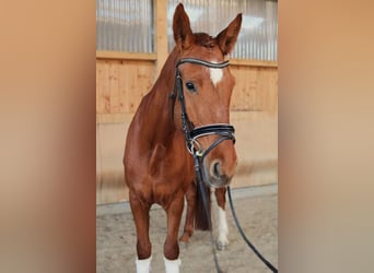 Hanoverian, Mare, 5 years, 17 hh, Chestnut-Red