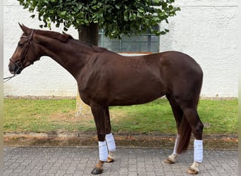 Hanoverian, Mare, 5 years, 17 hh, Chestnut-Red