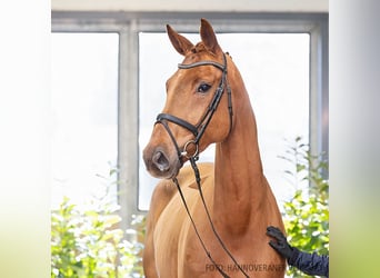 Hanoverian, Mare, 5 years, 17 hh, Chestnut-Red