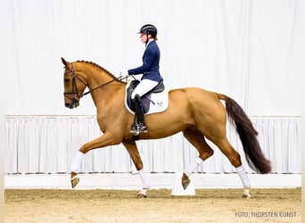 Hanoverian, Mare, 5 years, 17 hh, Chestnut-Red