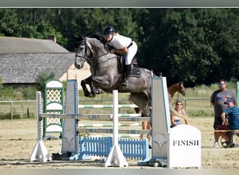 Hanoverian, Mare, 5 years, 17 hh, Gray