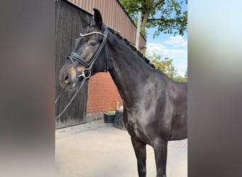 Hanoverian, Mare, 5 years, 17 hh, Smoky-Black