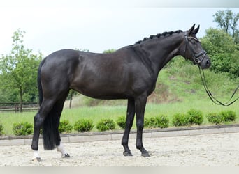 Hanoverian, Mare, 5 years, 17 hh, Smoky-Black