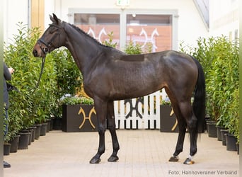 Hanoverian, Mare, 5 years, 17 hh, Smoky-Black