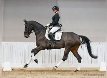 Hanoverian, Mare, 5 years, 17 hh, Smoky-Black