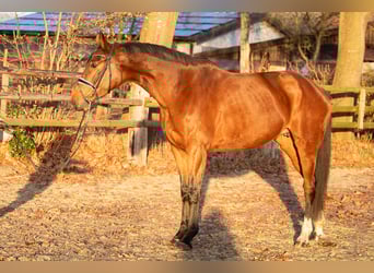 Hanoverian, Mare, 5 years, 17,1 hh, Brown