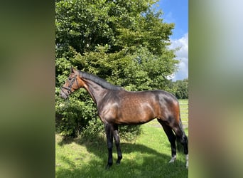 Hanoverian, Mare, 5 years, 17,1 hh, Brown