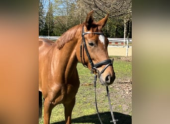 Hanoverian, Mare, 5 years, 17,1 hh, Chestnut-Red