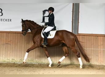 Hanoverian, Mare, 5 years, 17,2 hh, Chestnut-Red
