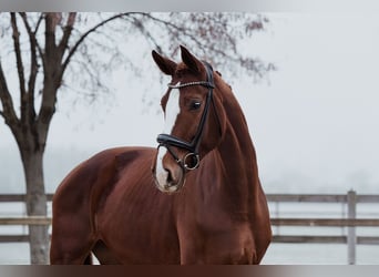 Hanoverian, Mare, 5 years, 17,2 hh, Chestnut-Red
