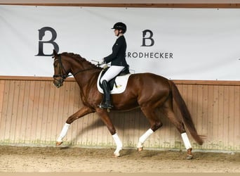 Hanoverian, Mare, 5 years, 17,2 hh, Chestnut-Red